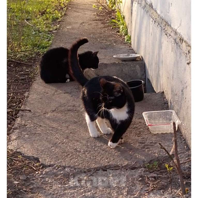 Кошки в Казани: Котенок мальчик Мальчик, Бесплатно - фото 1