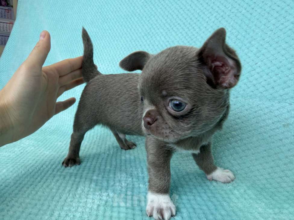 Собаки в Ижевске: Щенок чихуахуа Мальчик, 70 000 руб. - фото 3