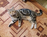 Кошки в Чебоксарах: Вязка британец, 500 руб. - фото 6