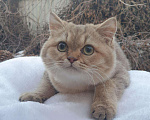 Кошки в Кингисеппе: Котик, 7 000 руб. - фото 1