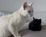 Кошки в Казани: Отдам милого котёнка в добрые руки  Девочка, Бесплатно - фото 2