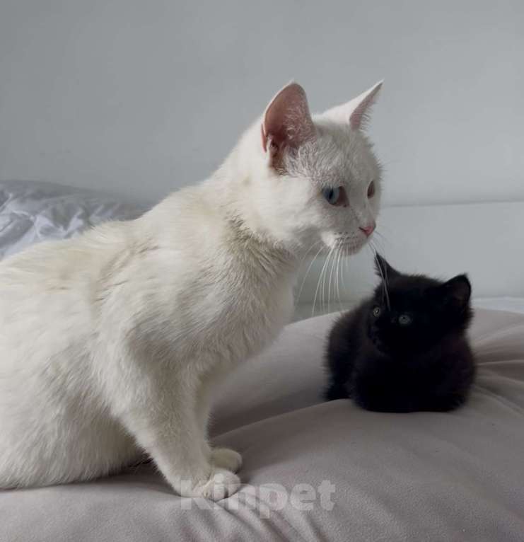 Кошки в Казани: Отдам милого котёнка в добрые руки  Девочка, Бесплатно - фото 2