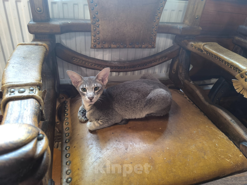 Кошки в других городах Московской области: Ориентальная кошечка Девочка, 40 000 руб. - фото 1