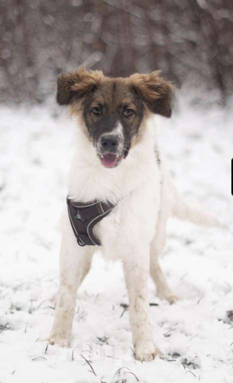 Собаки в Москве: Смарти,  весёлый парень Мальчик, Бесплатно - фото 2