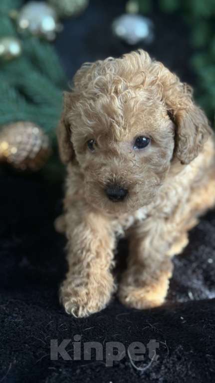 Собаки в Москве: Той -пудель мальчик абрикосовый Мальчик, 70 000 руб. - фото 2