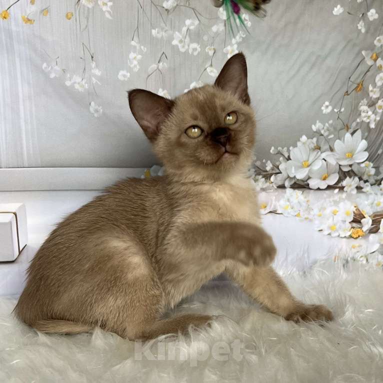 Кошки в Москве: Бурманский котёнок в шоколадном окрасе  Мальчик, 80 000 руб. - фото 8