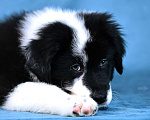 Собаки в других городах Новосибирской области: Щенки австралийской овчарки Мальчик, Бесплатно - фото 1