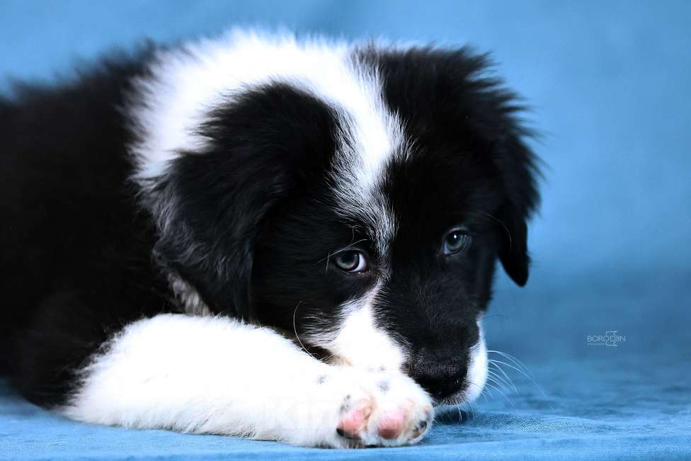 Собаки в других городах Новосибирской области: Щенки австралийской овчарки Мальчик, Бесплатно - фото 1