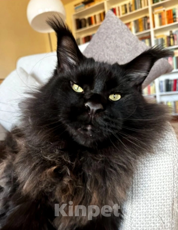 Кошки в Москве: Огромные Мейн куны  Мальчик, 65 000 руб. - фото 10