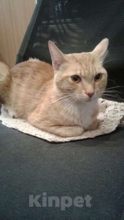 Кошки в Красноярске: НАШЕЛСЯ РЫЖИЙ КОТ!! Мальчик, Бесплатно - фото 2