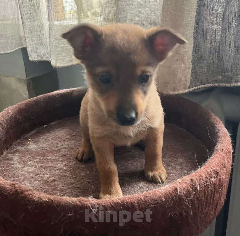 Собаки в Москве: Щеночек в добрые ручки Девочка, Бесплатно - фото 4