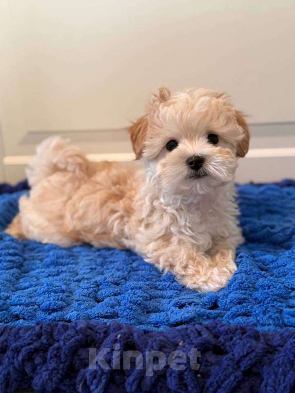 Собаки в Мытищах: Мальтипу F1 Девочка, 100 000 руб. - фото 2