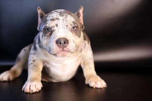 ММ ДЕМАР РОККО