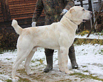 Собаки в Раменском: Щенки среднеазиатской овчарки от проверенного производителя Девочка, 60 000 руб. - фото 4