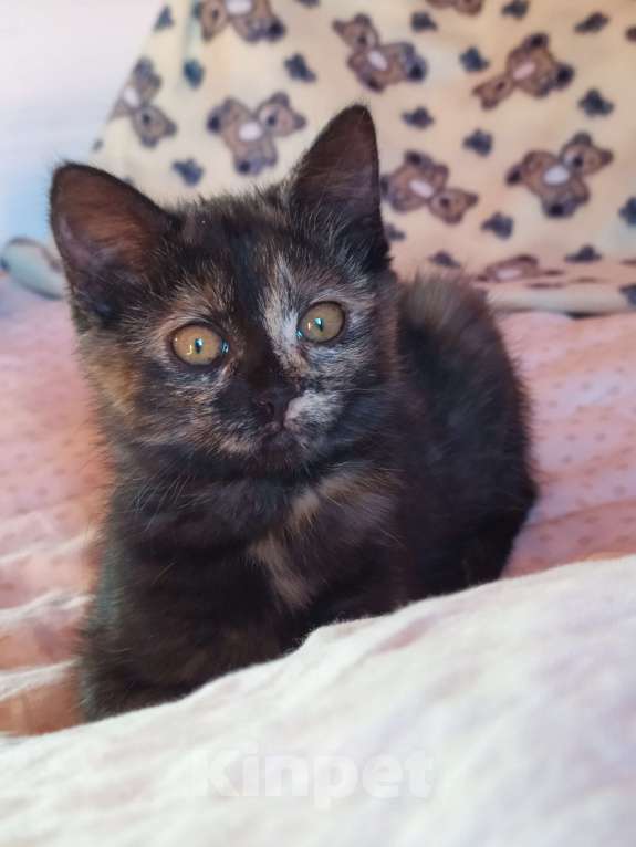 Кошки в Санкт-Петербурге: Ласковый  котëнок Софочка в добрые руки Девочка, Бесплатно - фото 3