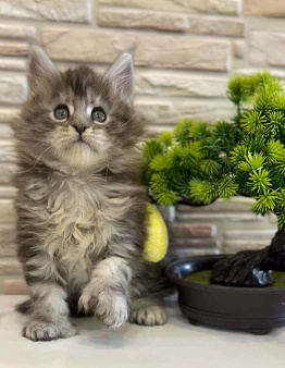 Кошечка поли Юрга