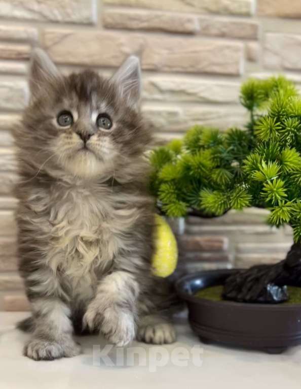 Кошки в Люберцах: Кошечка поли Юрга Девочка, 40 000 руб. - фото 1