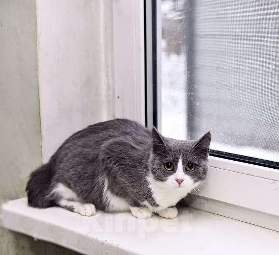 Кошки в Москве: Фимочка ласковая кошечка ищет дом! Девочка, Бесплатно - фото 4
