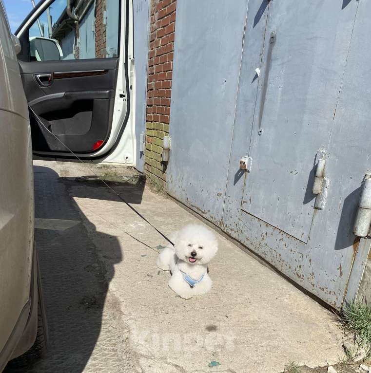 Собаки в Омске: Вязка Бишон фризе  Мальчик, Бесплатно - фото 8