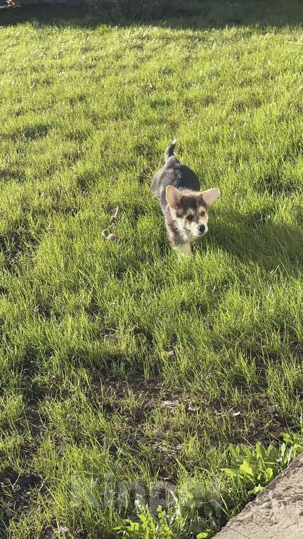 Собаки в Москве: Корги Девочка, Бесплатно - фото 5