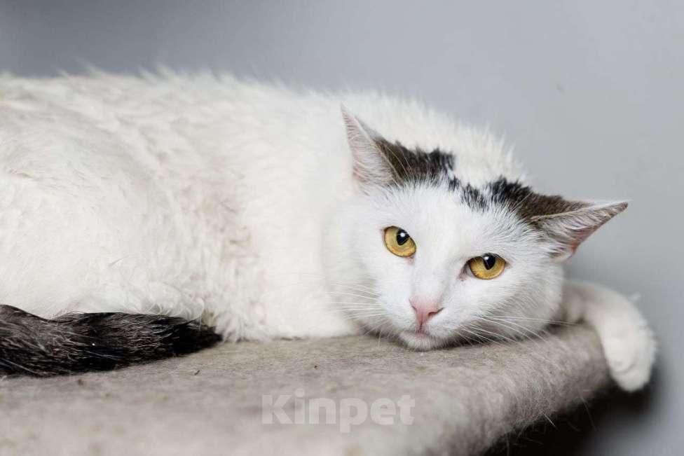 Кошки в Мытищах: Белая кошечка в добрые руки Девочка, Бесплатно - фото 3