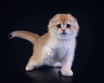 Кошки в Петрозаводске: Шотландская висоухая золотая шиншилла  Девочка, 60 000 руб. - фото 6