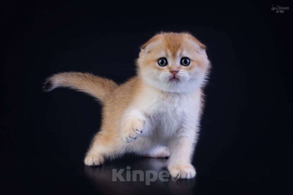 Кошки в Петрозаводске: Шотландская висоухая золотая шиншилла  Девочка, 60 000 руб. - фото 6