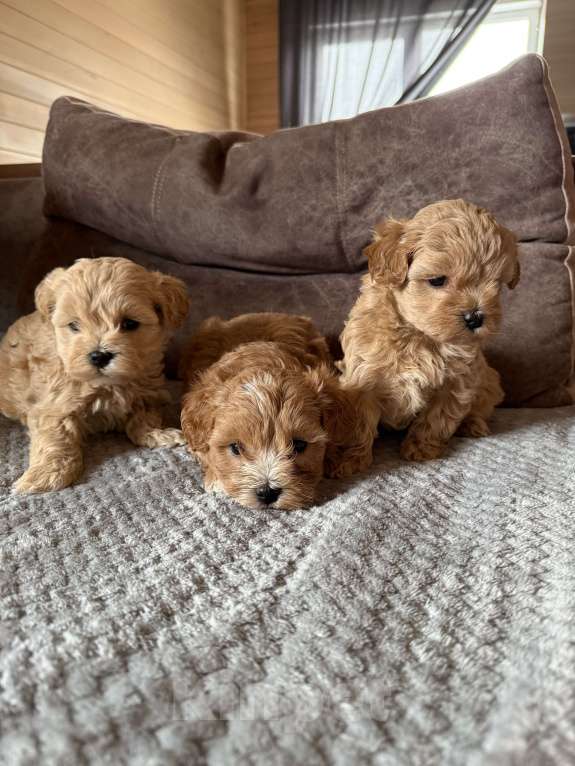 Собаки в Новосибирске: Щенки мальтипу f1 Мальчик, 100 000 руб. - фото 7