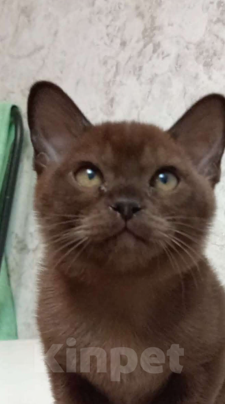 Кошки в Москве: Соболиный котик Мальчик, Бесплатно - фото 2