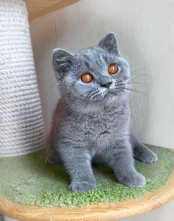 Кошки в Москве: Британские к/ш котята Разнополые, Бесплатно - фото 3