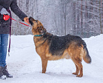 Собаки в Люберцах: Самый добрый и спокойный Бой в поисках самого теплого дома Мальчик, 10 руб. - фото 9