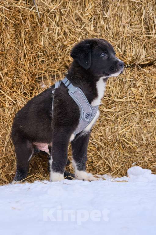 Собаки в Москве: щенок Тимка в добрые руки Мальчик, Бесплатно - фото 3