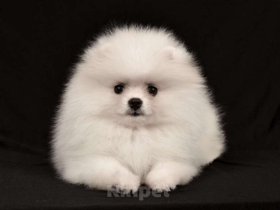 Собаки в Москве: Померанский шпиц мини мальчик Мальчик, 30 000 руб. - фото 3
