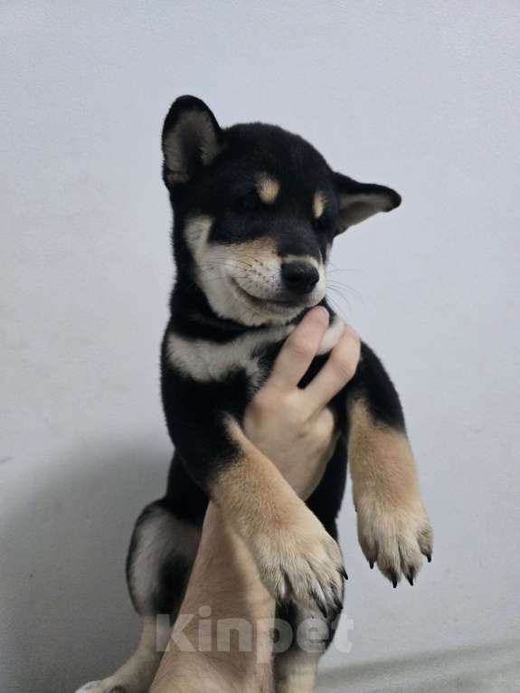 Собаки в других городах Московской области: Сиба ину в продаже Мальчик, 80 000 руб. - фото 2