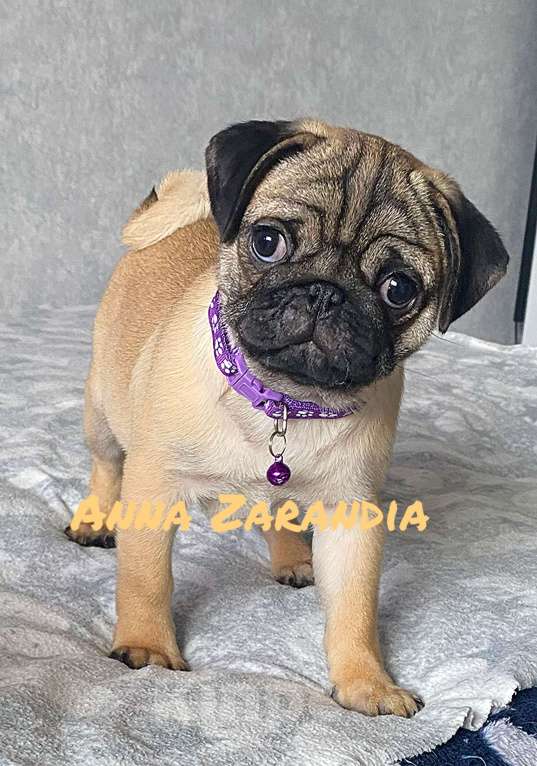 Собаки в Кропоткине: Щенки мопса Разнополые, Бесплатно - фото 6