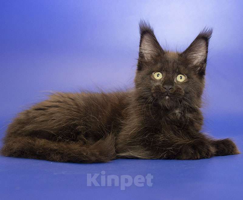 Кошки в Москве: Мейн кун котенок Девочка, Бесплатно - фото 6