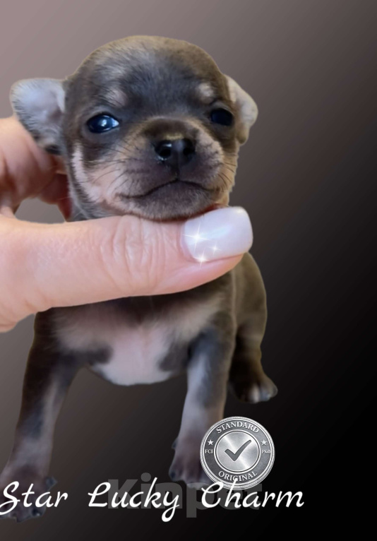 Собаки в Сочи: Шикарный мальчик  Мальчик, Бесплатно - фото 1