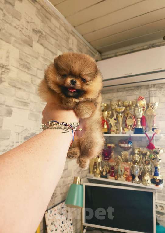 Собаки в Москве: Эффектная девочка померансекого шпица РКФ Девочка, Бесплатно - фото 1