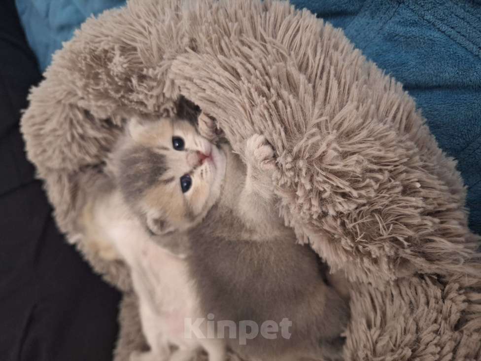 Кошки в Москве: Котята британские Мальчик, 17 000 руб. - фото 4