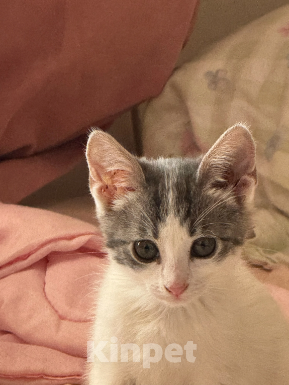 Кошки в Севастополе: Котенок ищет дом Девочка, Бесплатно - фото 3