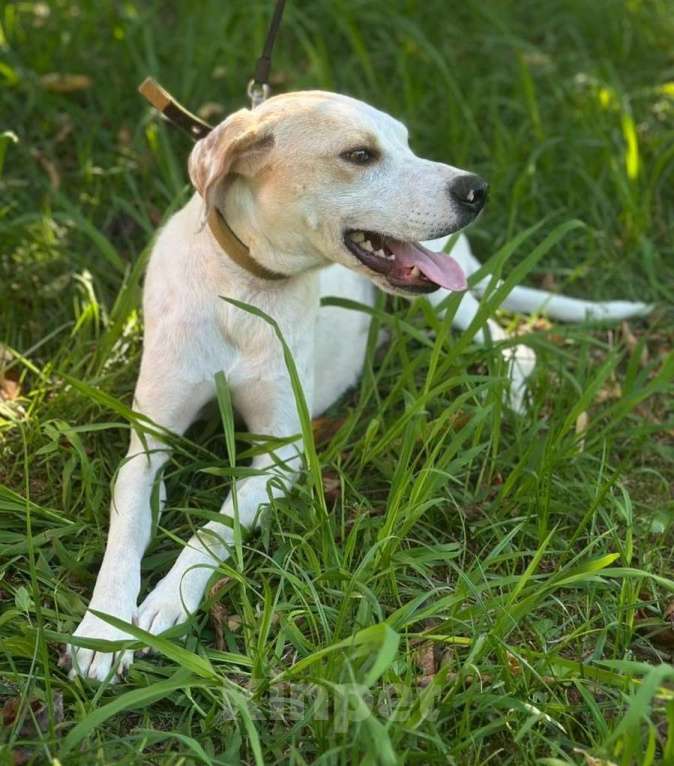 Собаки в Москве: Щенок Дэни Мальчик, Бесплатно - фото 3