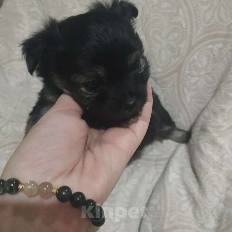 Собаки в Владикавказе: Мини Мальчик, 3 000 руб. - фото 2