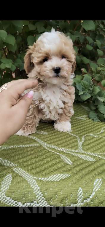 Собаки в Краснодаре: Щенки Мальтипу  Мальчик, Бесплатно - фото 4