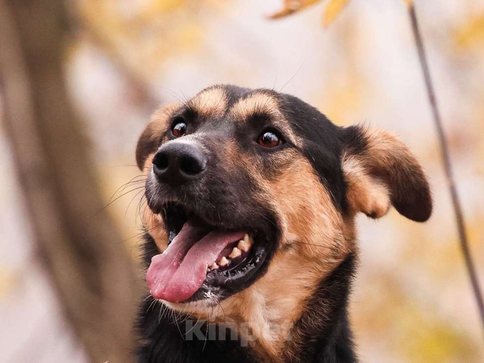 Собаки в Москве: Молодой пес в добрые руки Мальчик, Бесплатно - фото 10