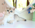 Кошки в Новосибирске: Котята золотая шиншилла  Мальчик, 90 000 руб. - фото 1