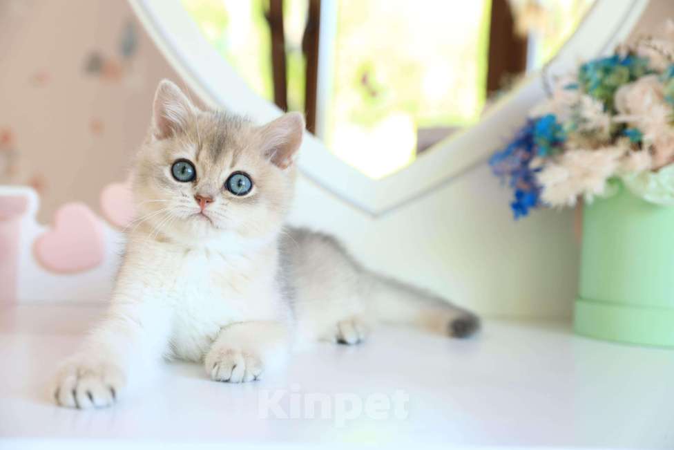 Кошки в Новосибирске: Котята золотая шиншилла  Мальчик, 90 000 руб. - фото 1
