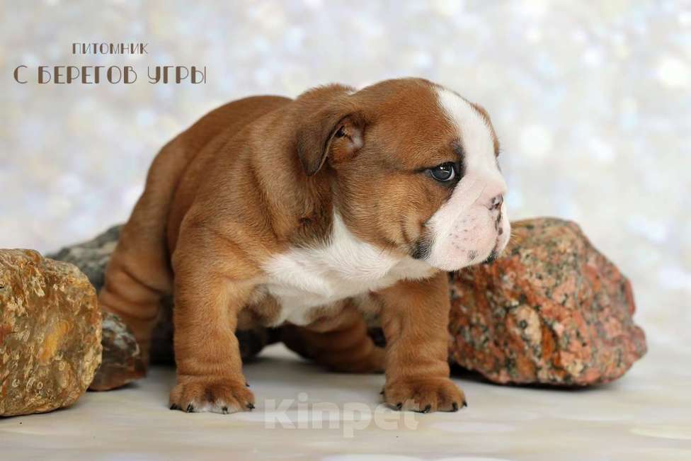 Собаки в Калуге: Английский бульдог мальчик Мальчик, 100 000 руб. - фото 2