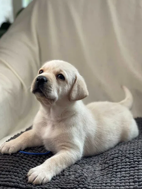 Собаки в Санкт-Петербурге: Палевые щенки Лабрадора-Ретривера  Мальчик, 19 000 руб. - фото 6