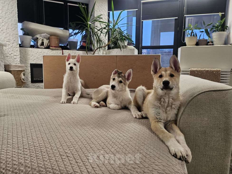 Собаки в Люберцах: Стоимость договорная Мальчик, 20 000 руб. - фото 3