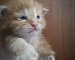 Кошки в Лукоянове: Котята мейн-кун, 1 руб. - фото 1